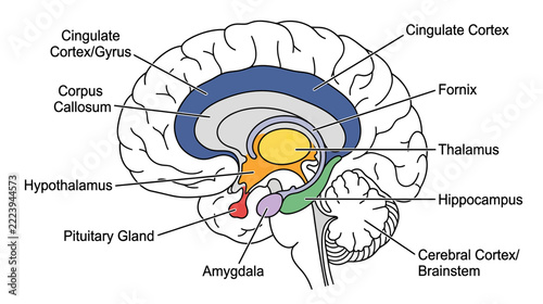 Human Brain Anatomy Diagram