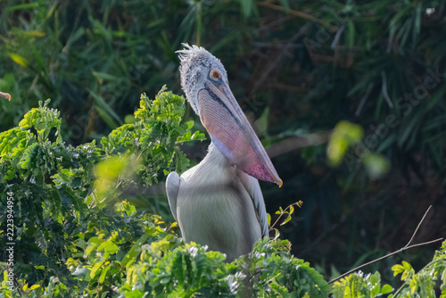 A close-up view of a Spot-billed Pelican
