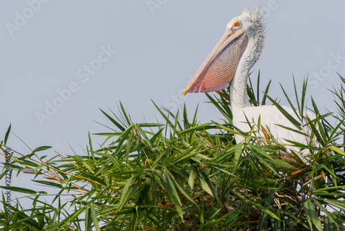A close-up view of a Spot-billed Pelican