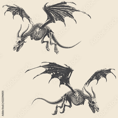 Two skeletal dragons with spread wings detailed illustration.