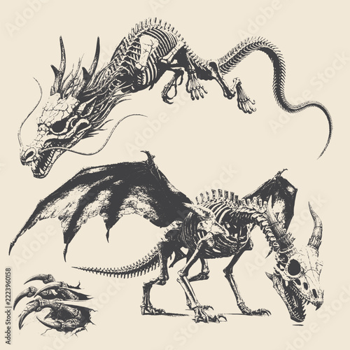Vintage anatomical illustration of dragon skeleton studies.