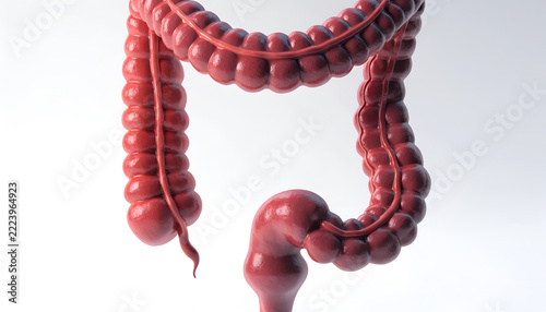 Human Large Intestine and Colon Anatomy, Detailed 3D Medical Illustration of the Digestive System on a White Background