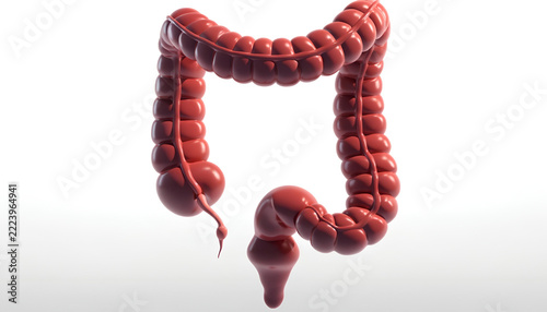 Human Large Intestine and Colon Anatomy, Detailed 3D Medical Illustration of the Digestive System on a White Background