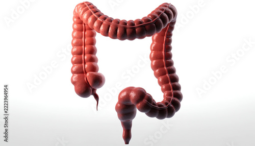 Human Large Intestine and Colon Anatomy, Detailed 3D Medical Illustration of the Digestive System on a White Background