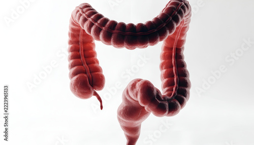 Human Large Intestine and Colon Anatomy, Detailed 3D Medical Illustration of the Digestive System on a White Background