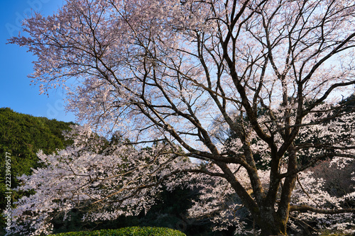 春の青空と竹原の淡墨桜