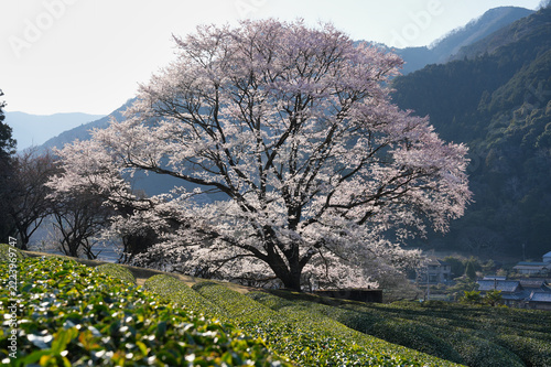 のどかな山里を彩る竹原の淡墨桜