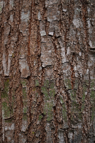 Close up brown natural wood surface texture