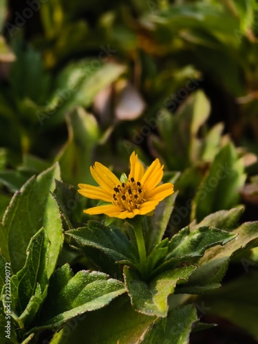wedelia flowers in the morning