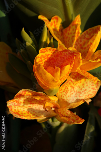 beautiful yellow canna lily flower with natural sunlight