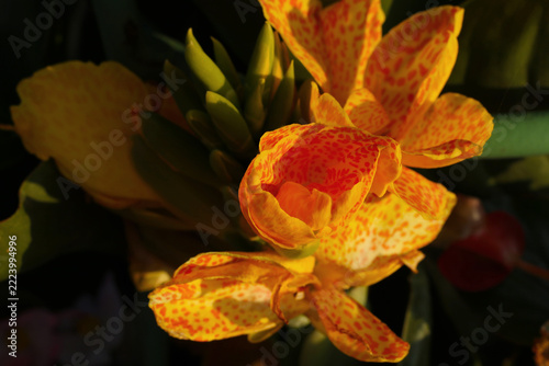 beautiful yellow canna lily flower with natural sunlight