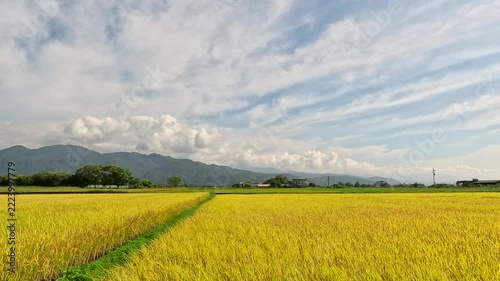 Car side window view of rice fields and village, Taiwan