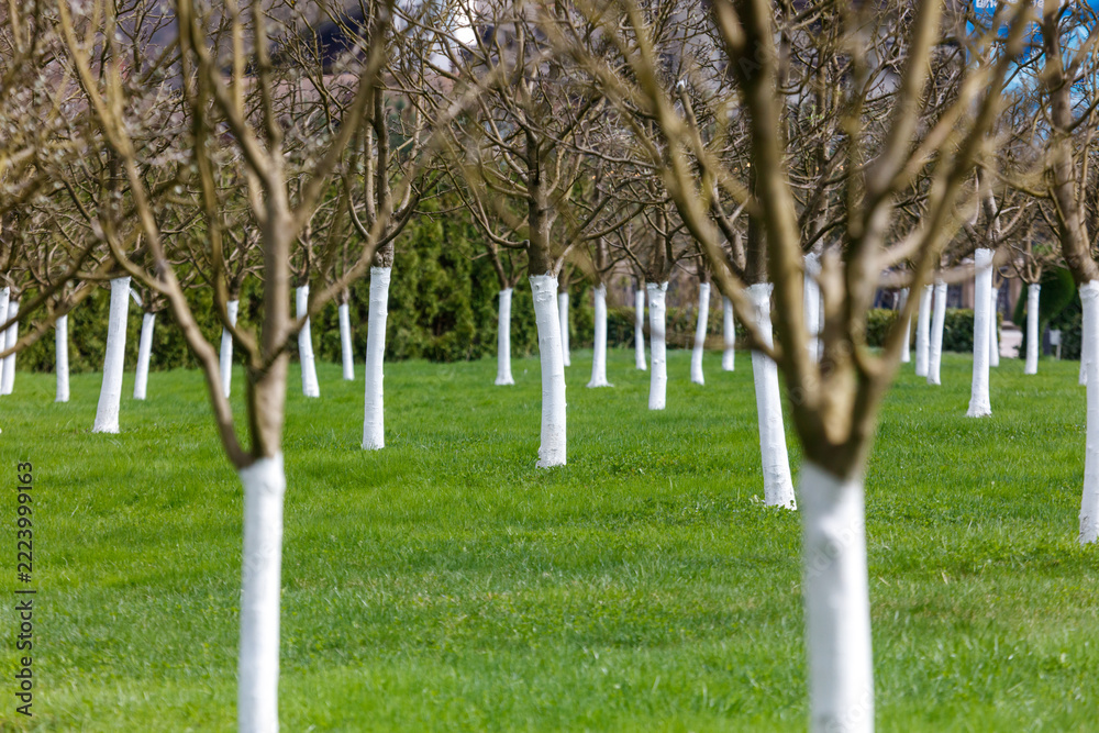 Fototapeta premium Rows of leafless trees stand on vibrant green grass. Tree trunks are painted white for protection.