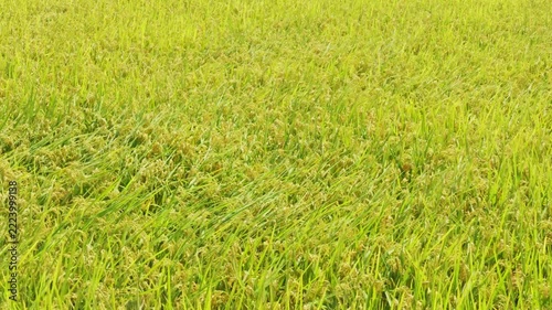 Rice plant in the field Falling rice moves with the wind