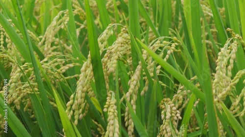 Rice plant in the field Falling rice moves with the wind