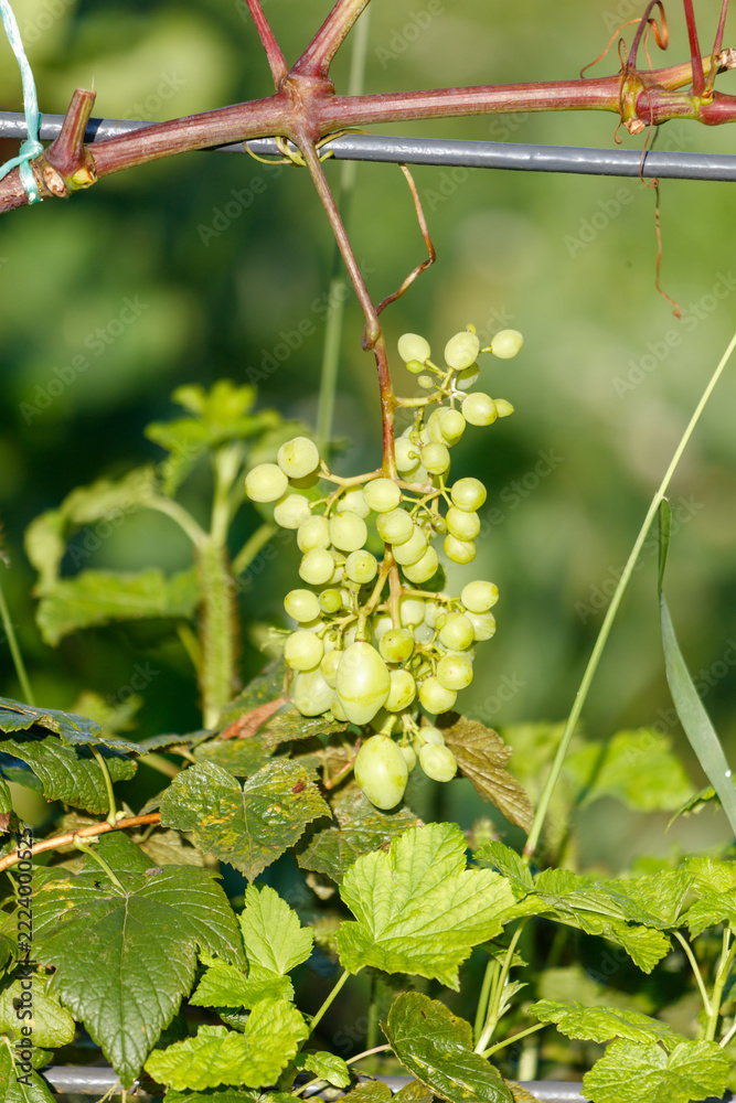 Fototapeta premium Green grapes hang from a vine, still unripe