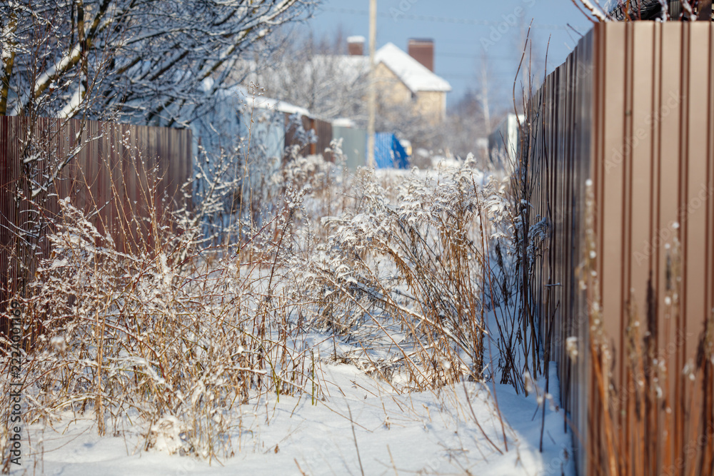 Fototapeta premium Snow blankets tangled bushes beside a wooden fence