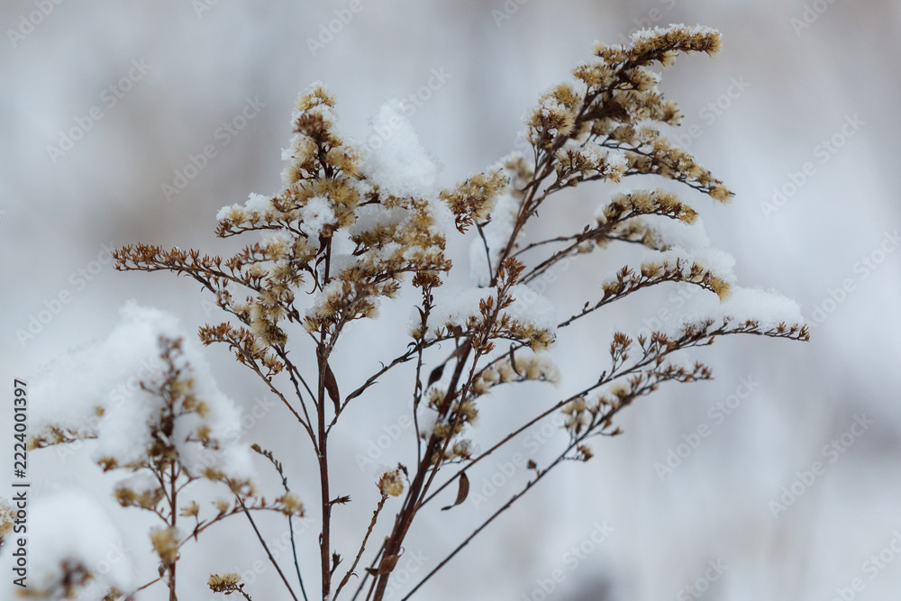 Fototapeta premium Snow dusts dry, brittle plant stems