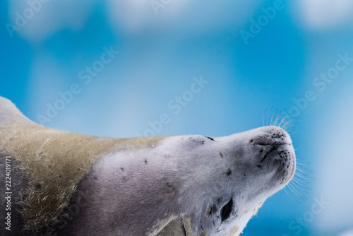Close-up of a crabeater seal -Lobodon carcinophaga- resting on a small iceberg near the fish islands on the Antarctic peninsula