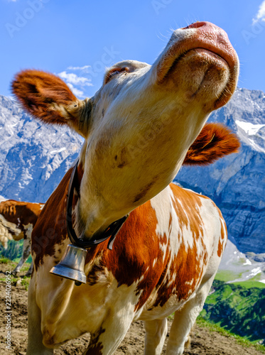 cow at the valley in austria - alpe eng