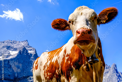 cow at the valley in austria - alpe eng