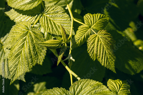 Green raspberry leaves in a harsh sunlight in summer forest, Rubus idaeus, close-up.