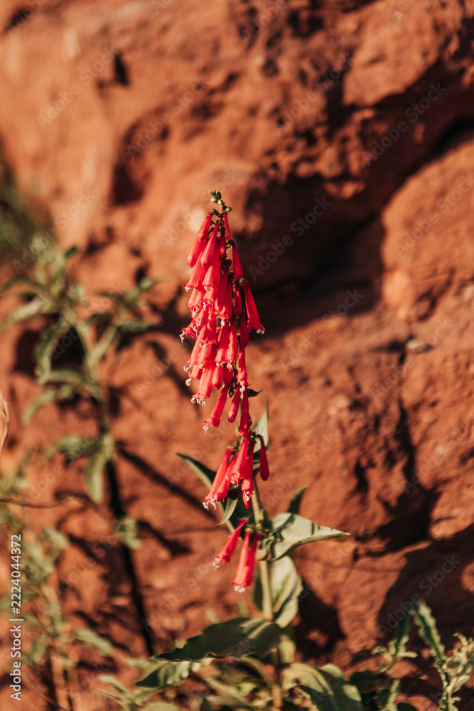 Naklejka premium Vibrant red wildflowers blooming in the desert
