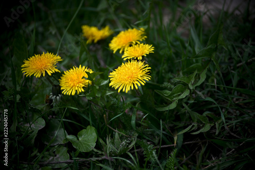 Yellow dandelion, taraxacum officinale, flower on spring meadow.