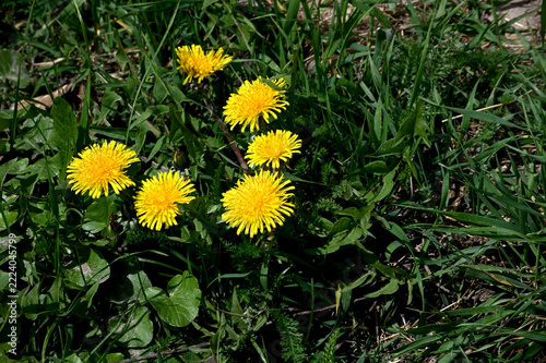 Yellow dandelion, taraxacum officinale, flower on spring meadow.