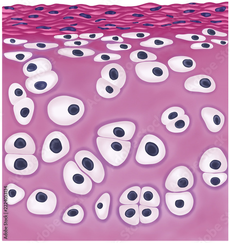 Hyaline cartilage tissue illustration for Biology