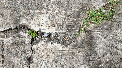 Green Growth Through Crack in Concrete Surface Showcasing Resilience