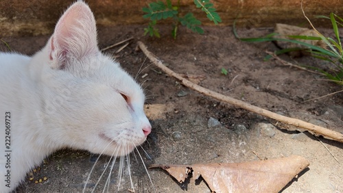 Relaxed White Cat Resting on Ground with Natural Surroundings
