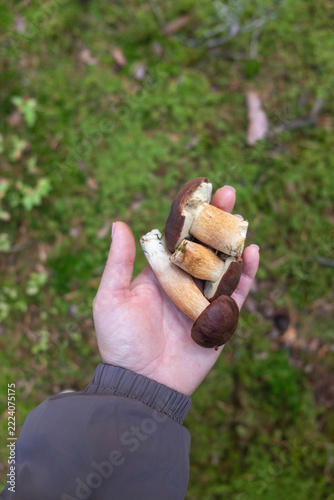Woman’s Hand Holding a Freshly Picked Young Mushrooms During a Forest Foraging Walk.