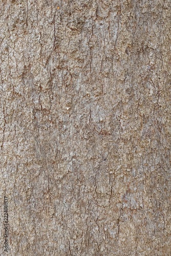 close up of tree bark texture for background