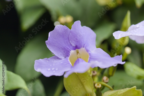 Flowering Thunbergia laurifolia,  blue trumpet vine, natural macro floral background