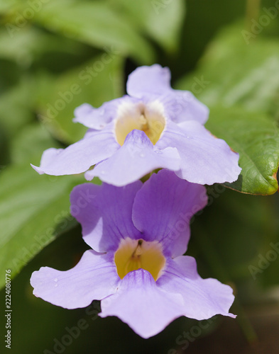 Flowering Thunbergia laurifolia,  blue trumpet vine, natural macro floral background