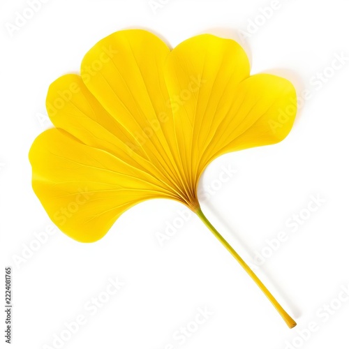 Single yellow ginkgo leaf on white background, autumn mood, white