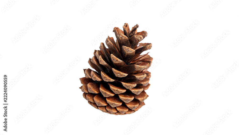 Fototapeta premium Single natural dry brown pine cone conifer seed botanical specimen, isolated on transparent background.