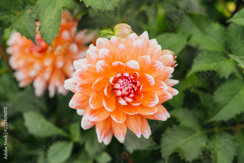 Orange and white dahlia blooming in a garden with green foliage