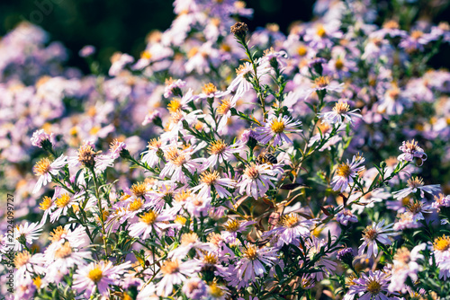 Soft focus bouquet of pastel-colored flowers suggesting a gentle springtime celebration