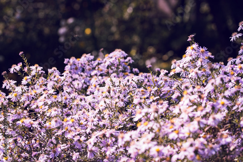 Golden yellow blooms bathed in soft morning sunlight creating a serene view