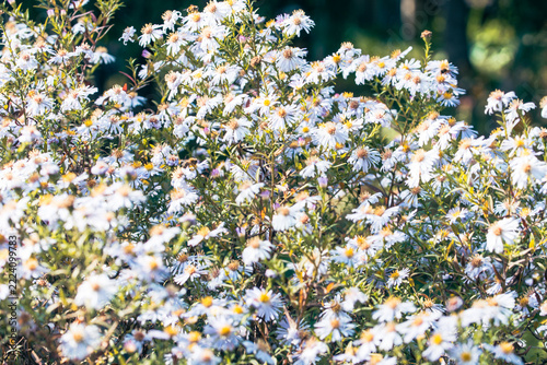 Vibrant cluster of rich pink and purple flowers providing striking seasonal contrast