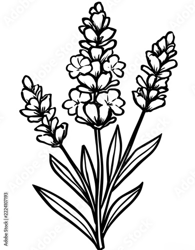 A lavender plant coloring page