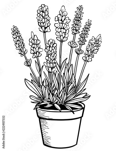Lavender in pot coloring page