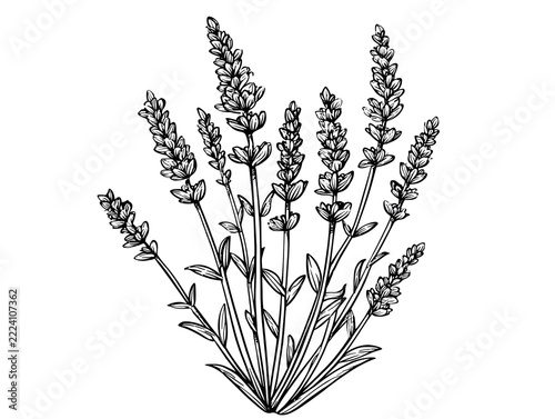 A lavender coloring page