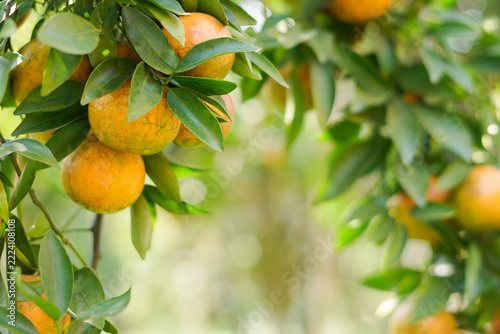 Fresh oranges grow on trees in a fruit orchard in Fang Chiang Mai, Thailand natural freshness. copy space for text.