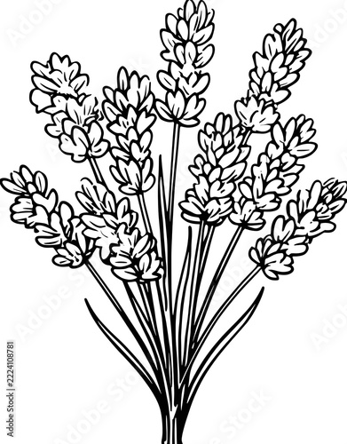 A lavender plant coloring page