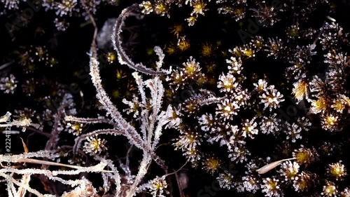 showing delicate frost crystals adorning dried plant Melting stems in a close-up macro winter scene.