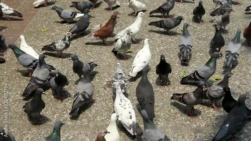 Pigeon Different From All Other Pigeons
