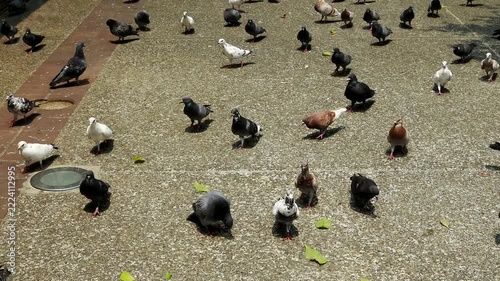 Pigeon Different From All Other Pigeons